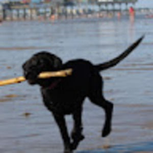 Meet your Posher, Holly